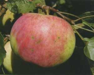 Яблоня бессемянка мичуринская: описание сорта - про сорта