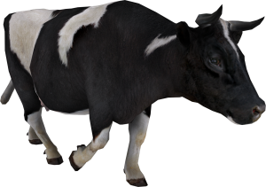 Атония, гипотония преджелудков у коров