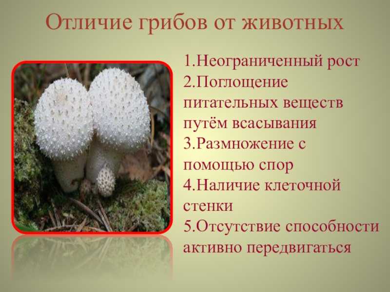 В чем сходство грибов с животными. Различие грибов от животных. Различие грибов от растений и животных. Животные в отличии от грибов. Чем животные отличаются от грибов.