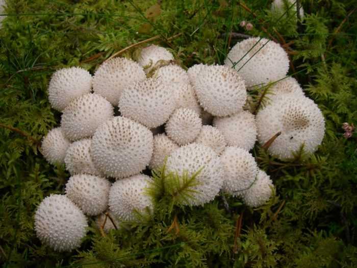 Особенности гриба дождевик грушевидный