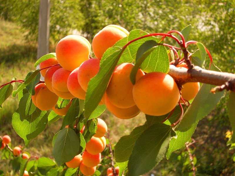 Подкормка плодово-ягодных культур: как делать правильно? | cельхозпортал