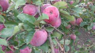 Сорт яблок флорина описание, фото, отзывы