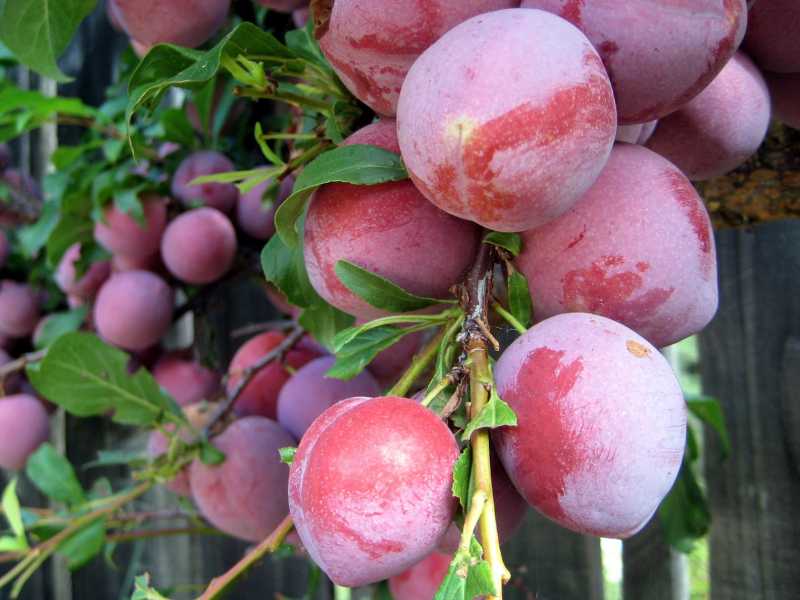 Косточковые плодовые культуры. выращивание основных видов плодовых и ягодных культур технология богатых урожаев