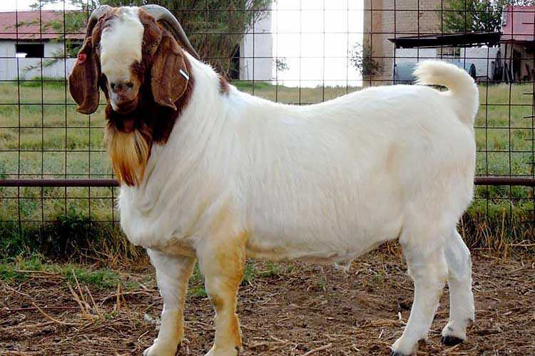 Козы камори (11 фото): описание породы пакистанских коз, содержание их в россии и других странах. показатели молока