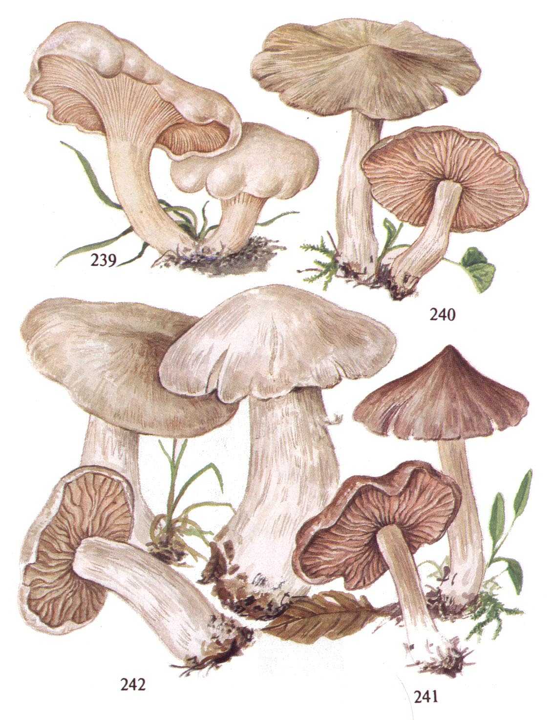 Энтолома сосочковая (entoloma papillatum) –  грибы сибири