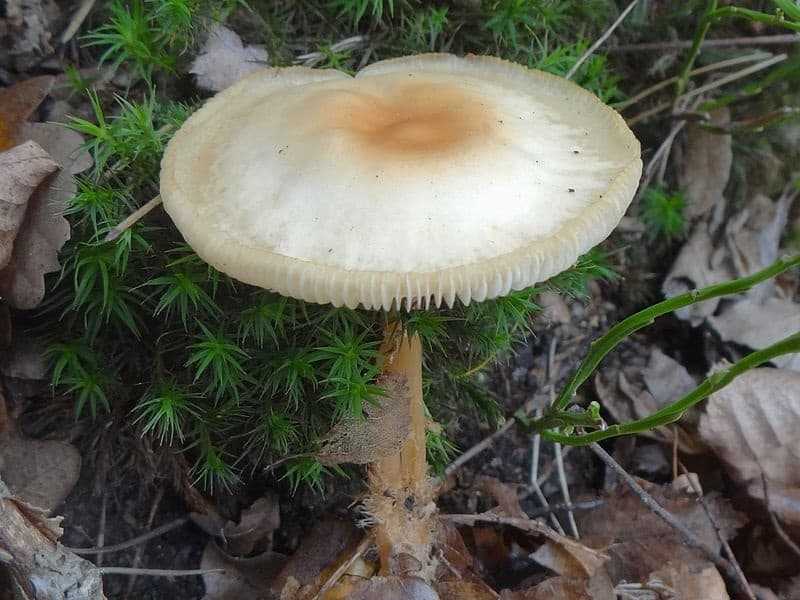 Коллибия желтопластинчатая (гимнопус желтопластинчатый, gymnopusocior): как выглядят грибы, где и как растут, съедобны или нет