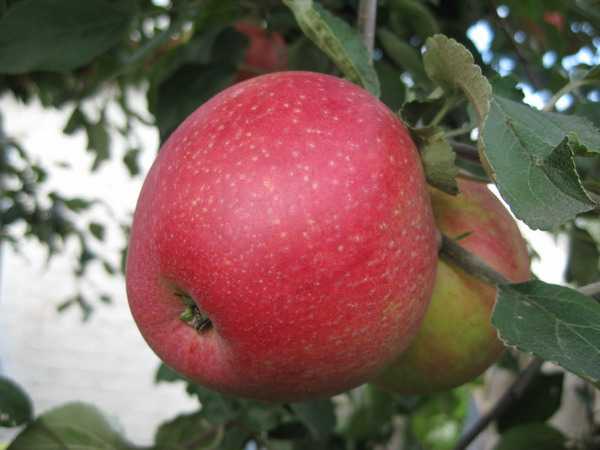 Яблоня пепин шафранный (шафран): описание сорта, фото, отзывы