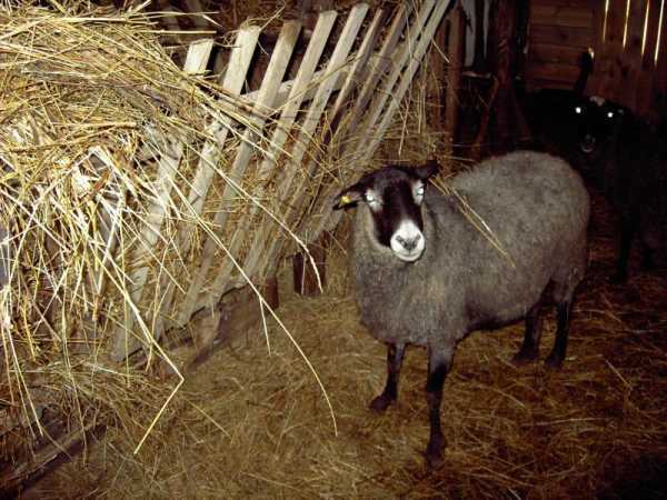 Овцеводство в домашних условиях: рентабельность бизнеса