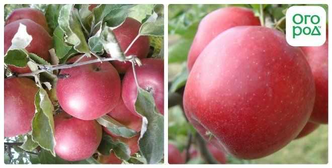 Зимние сорта яблонь с фото и описаниями - старинные и новейшие