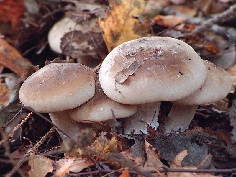 Говорушка гигантская - фото и описание съедобного гриба.