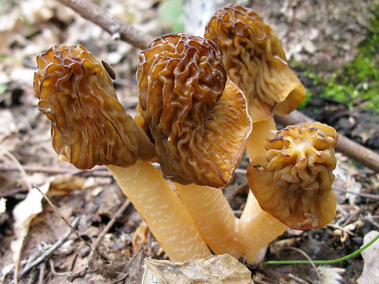 Неолентинус мелкочешуйчатый (neolentinus lepideus) – грибы сибири