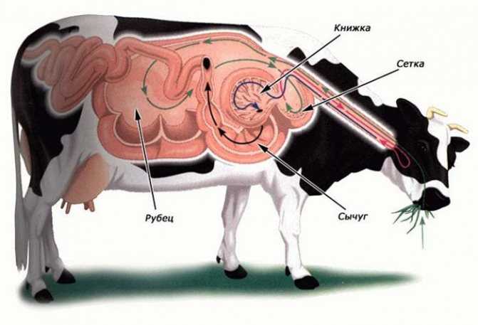Как коровы боятся уколов: виды инъекций и куда делать, как избежать ошибок