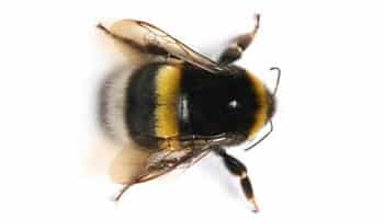 Отличия и сходства осы, пчелы, и шмеля, делают ли осы и шмели мед