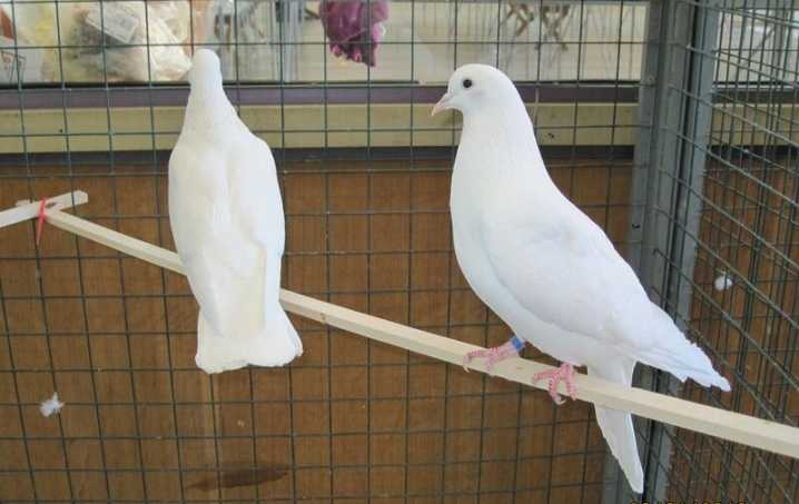 Породы голубей с фотографиями и названиями: описание и видео | golubevod.net