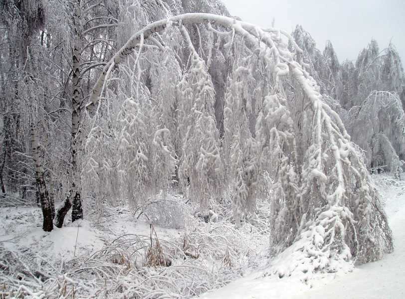 Какое хвойное дерево сбрасывает на зиму иголки