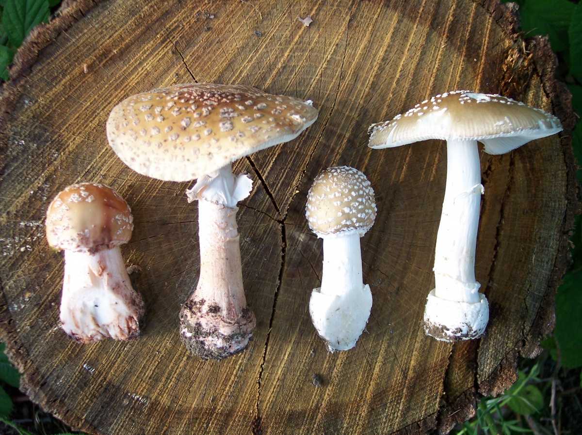 Виды и названия грибов с картинками: съедобные и несъедобные