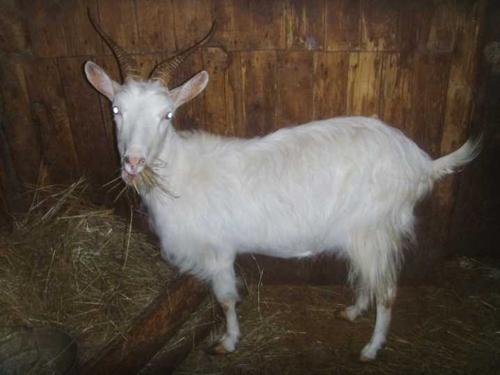 Плюсы и минусы тоггенбургской породы коз