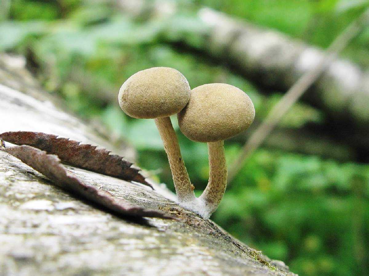 Самый маленький гриб в мире