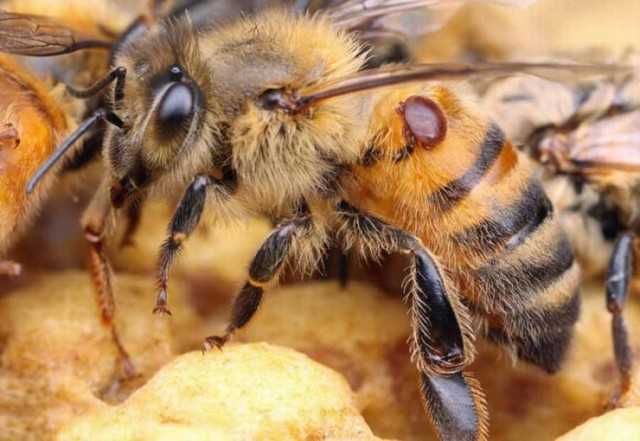 Как лечить пчел от варроатоза: методы лечения, профилактика