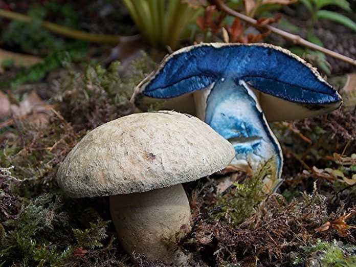 Фото гриба синяка: как выглядит, где растет, время сбора. Ложные двойники гиропоруса синеющего. Как готовить блюда из гриба синяка, заготовки на зиму.