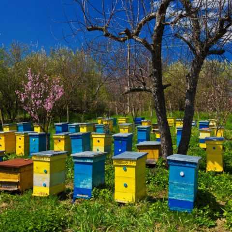 Экопол (полоски, 10 штук) | магазин пчеловодства "пчеловод ком"