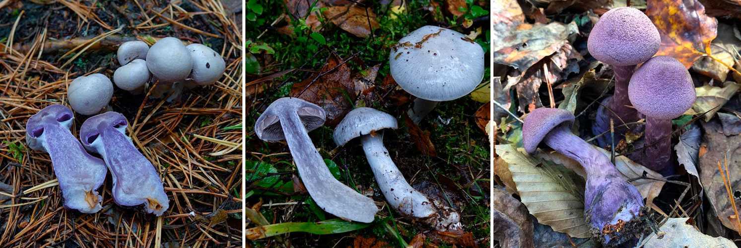 Паутинник козий (cortinarius traganus) –  грибы сибири