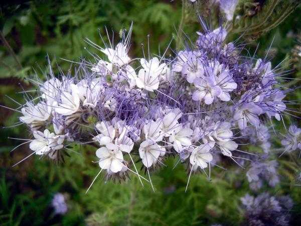 О фацелии: растение медонос для пчел, когда сеять медоносную траву, выращивание