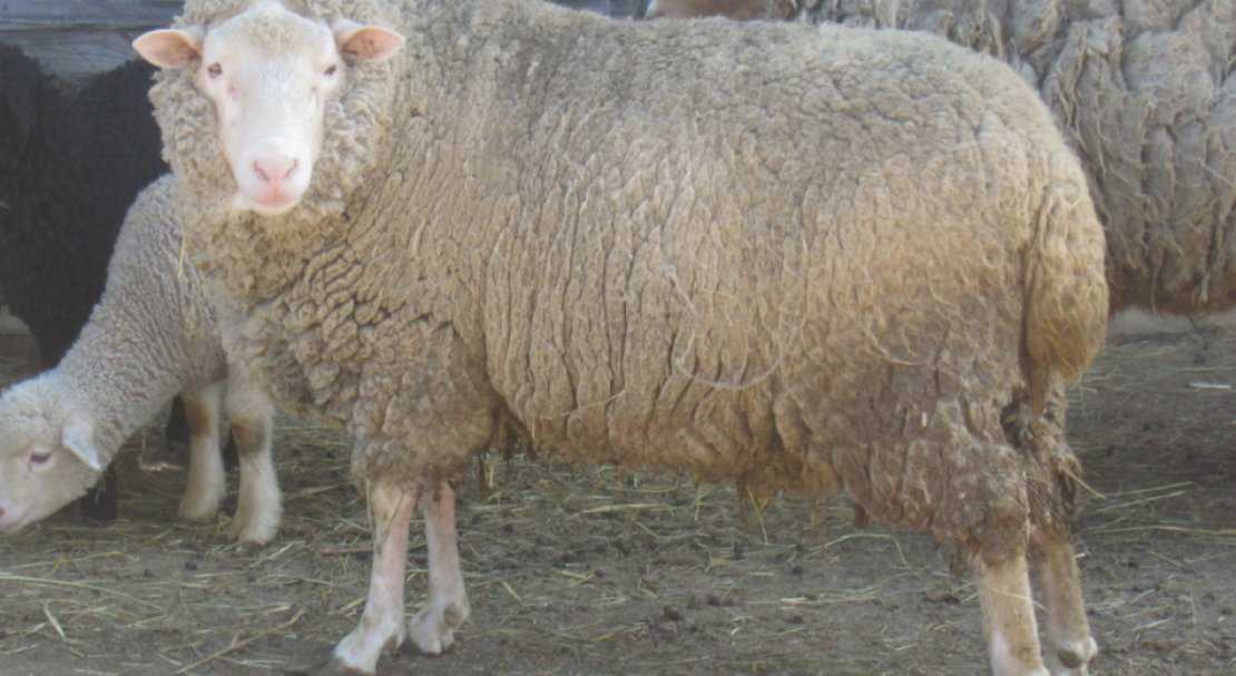 Ташлинская порода овец: описание, фото, отзывы владельцев.
