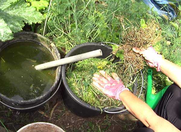Органические удобрения для подкормки – травяной настой