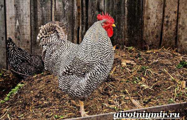 Порода кур плимутрок (36 фото): описание породы, особенности цыплят полосатой и белой расцветки. как отличить курицу от петуха?
