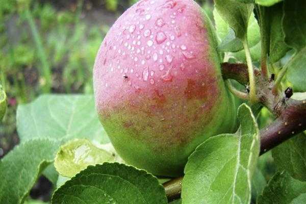 Яблони для холодного климата — сорт персиянка