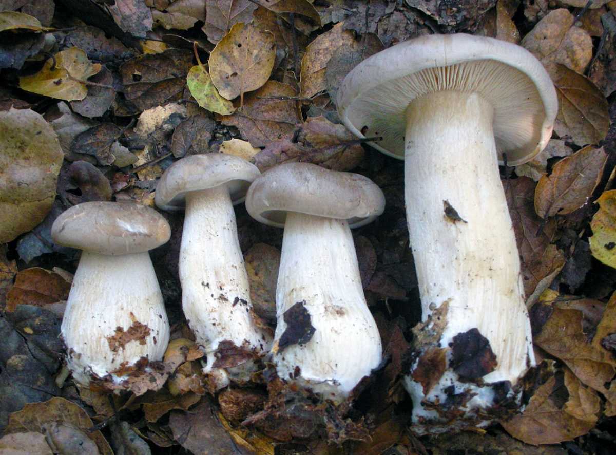 Говорушка гигантская: все о грибе семейства рядовковые