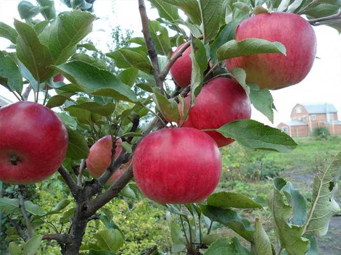 Эффективная и популярная карликовая яблоня сорта соколовский