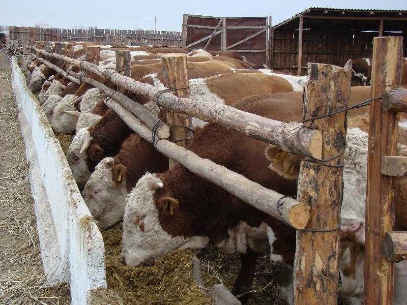 Как построить стойло (сарай, хлев) для коров и телят своими руками
