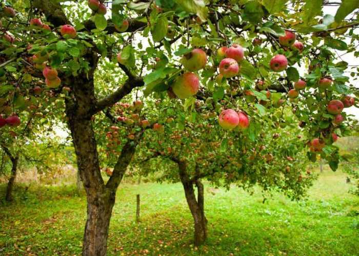 Как и когда посадить яблони в сибири