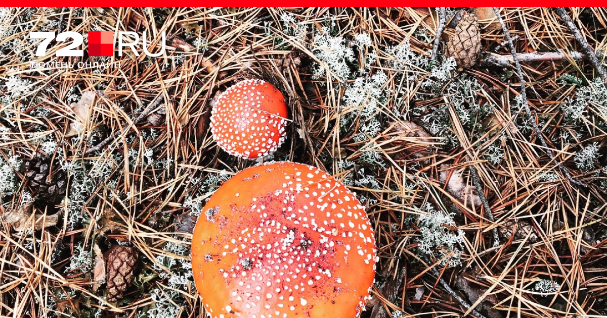 Съедобные грибы приморья. какие грибы растут в приморском крае?