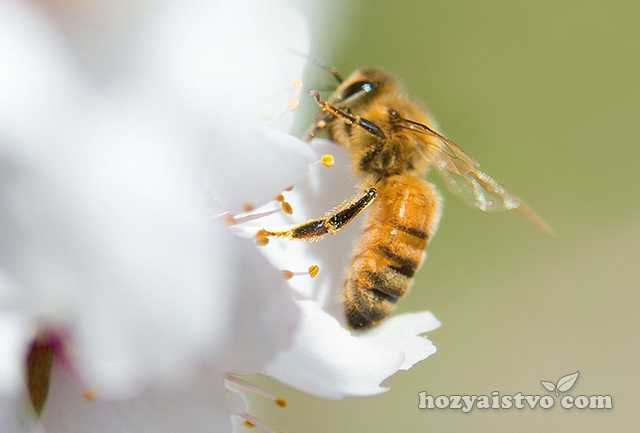 Перевозка пчелиных ульев на дальнее расстояние