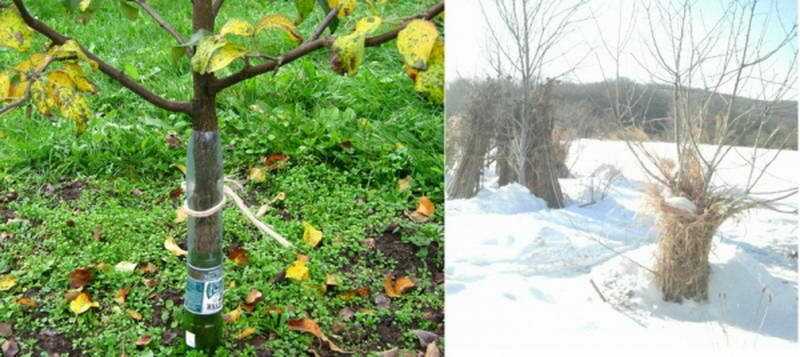 Подготовка яблони к зиме в подмосковье: как подготовить деревья, инструкция, фото