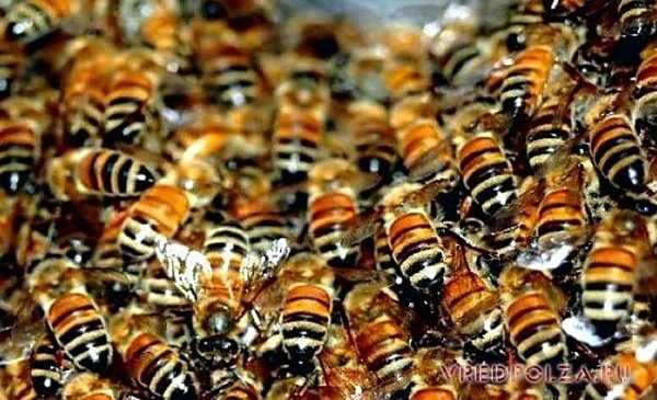 Лечебный пчелиный подмор для женщин и мужчин