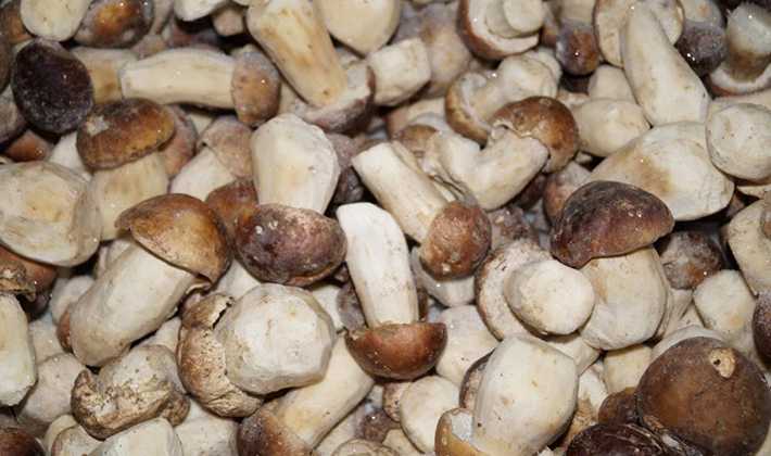 Заморозка белых грибов на зиму в домашних условиях: лучшие рецепты
