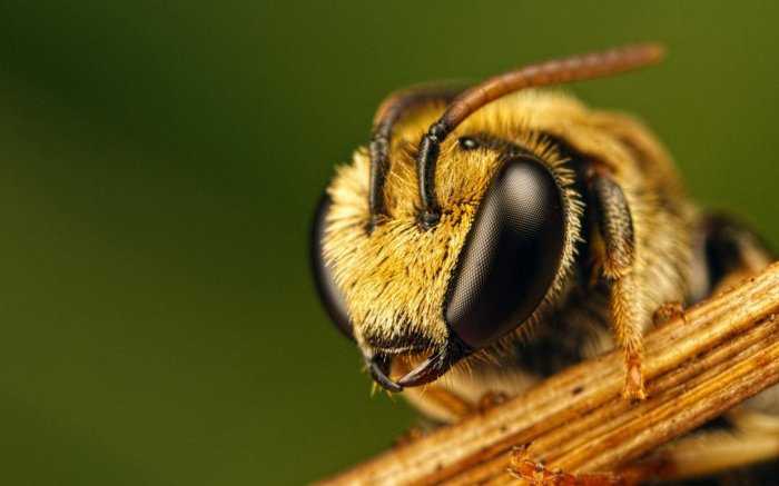 Медоносная пчела: описание, особенности строения, образ жизни трутней и матки