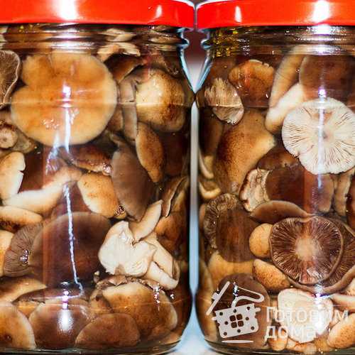 Пошаговые рецепты: правильная обработка грибов, как готовить опята пеньковые. Самые популярные блюда и заготовки на зиму.