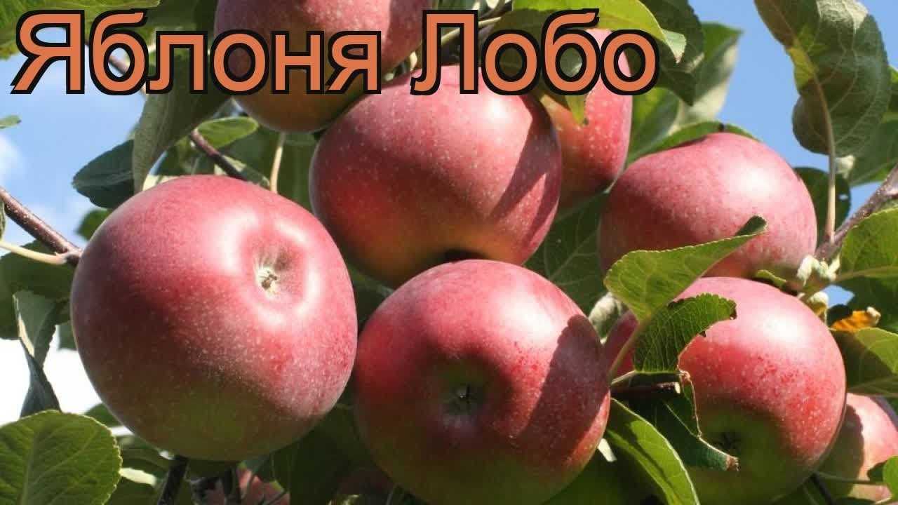 Яблоня лобо: описание сорта и фото, характеристики selo.guru — интернет портал о сельском хозяйстве