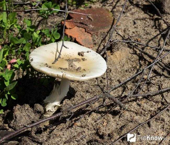 Говорушка подогнутая: где растет, подробное описание и фото. Можно ли есть гриб, его вкусовые качества, польза и вред для организма.