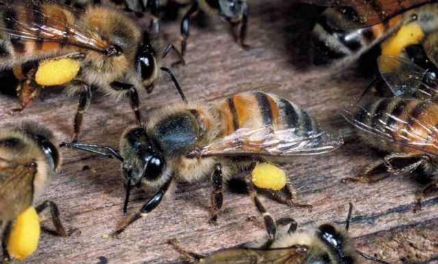 Африканизированная пчела-убийца - внешний вид и особенности