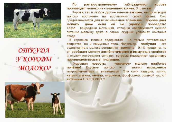 Атония преджелудков у коровы (крс): симптомы и лечение, профилактика