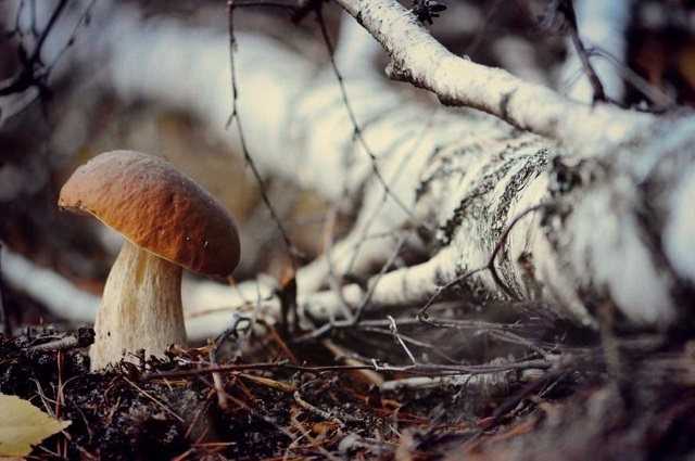 Условия и скорость роста белых грибов: где и как растут боровики