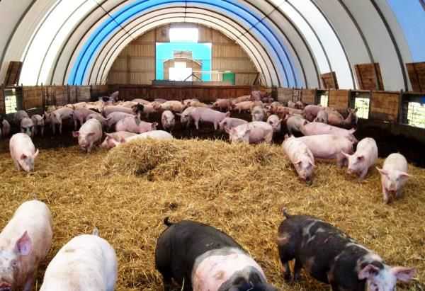Выращивание свиней на глубокой несменяемой подстилке