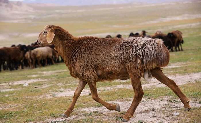 Курдючный баран: описание, виды, кормление, разведение