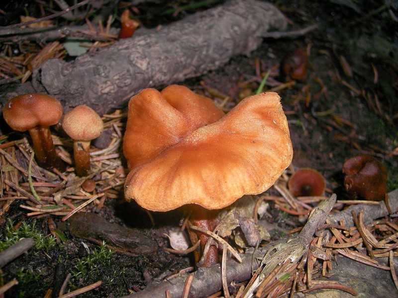 Съедобные грибы паутинники и ядовитые: фото и описание, как выглядят